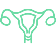Illustrazione stilizzata dell'utero